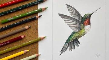 Commission Spotlight: Hummingbird Drawing