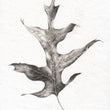 Load image into Gallery viewer, Dried Oak Leaf 1 - Original Drawing
