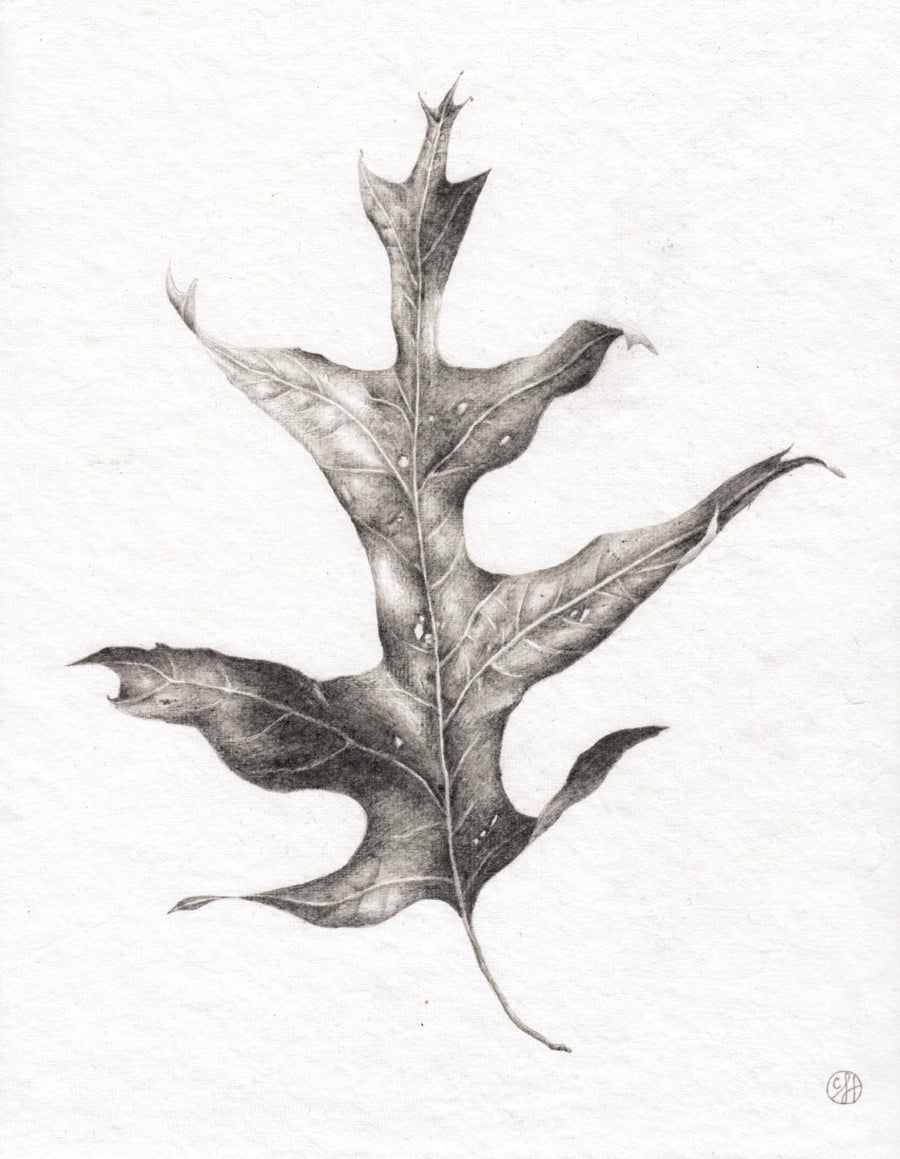 Dried Oak Leaf 1 - Original Drawing