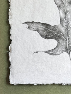 Dried Oak Leaf 1 - Original Drawing