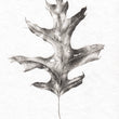 Load image into Gallery viewer, Dried Oak Leaf 2 - Original Drawing