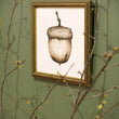 Load image into Gallery viewer, Acorn | Original Painting