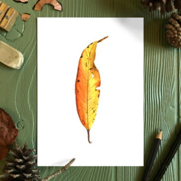 Autumn Leaf Study VI Print