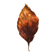 Load image into Gallery viewer, Autumn Leaf Study II Print