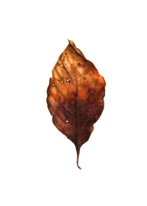 Autumn Leaf Study II Print