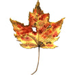 Load image into Gallery viewer, Autumn Leaf Study III Print