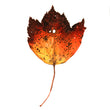 Load image into Gallery viewer, Autumn Leaf Study IV Print