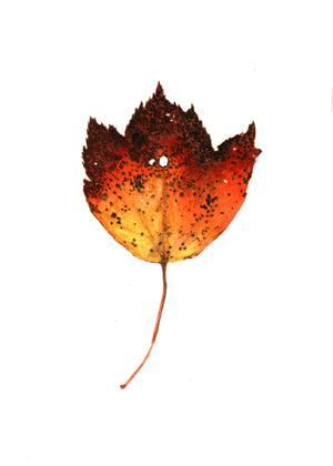 Autumn Leaf Study IV Print