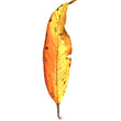 Load image into Gallery viewer, Autumn Leaf Study VI Print