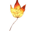 Load image into Gallery viewer, Autumn Leaf Study VIII Print