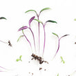 Load image into Gallery viewer, Freshly Plucked Sprouts art print closeup