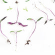 Load image into Gallery viewer, Freshly Plucked Sprouts art print closeup