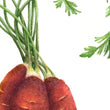 Load image into Gallery viewer, Heirloom Purple Carrot painting closeup