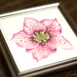 Load image into Gallery viewer, Pink Hellebore Flower Specimen - Archival Print