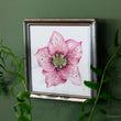 Load image into Gallery viewer, Pink Hellebore Flower Specimen - Archival Print