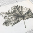 Load image into Gallery viewer, Fallen Sycamore art print close up