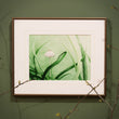 Load image into Gallery viewer, Pleated Inkcap Mushroom