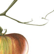 Load image into Gallery viewer, Ripening tomato art print close up