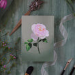 Load image into Gallery viewer, Fool's Spring: Garden Rose Print