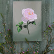 Load image into Gallery viewer, Fool's Spring: Garden Rose Print