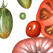 Load image into Gallery viewer, Summer Splendor tomatoes art print close up