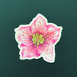 Load image into Gallery viewer, Hellebore Sticker - Eco-Friendly