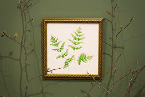 Unfurling Ferns 2 | Original Painting