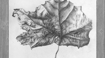 Fallen Sycamore Leaf Study