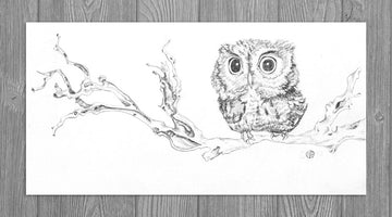 Little Owl on Branch