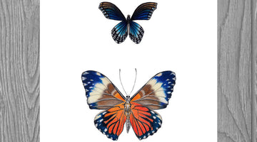 Collection of Butterflies