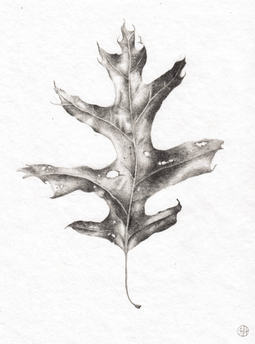 Dried Oak Leaf 2 - Original Drawing – Tiny Pine Art
