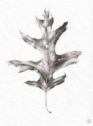 Dried Oak Leaf 2