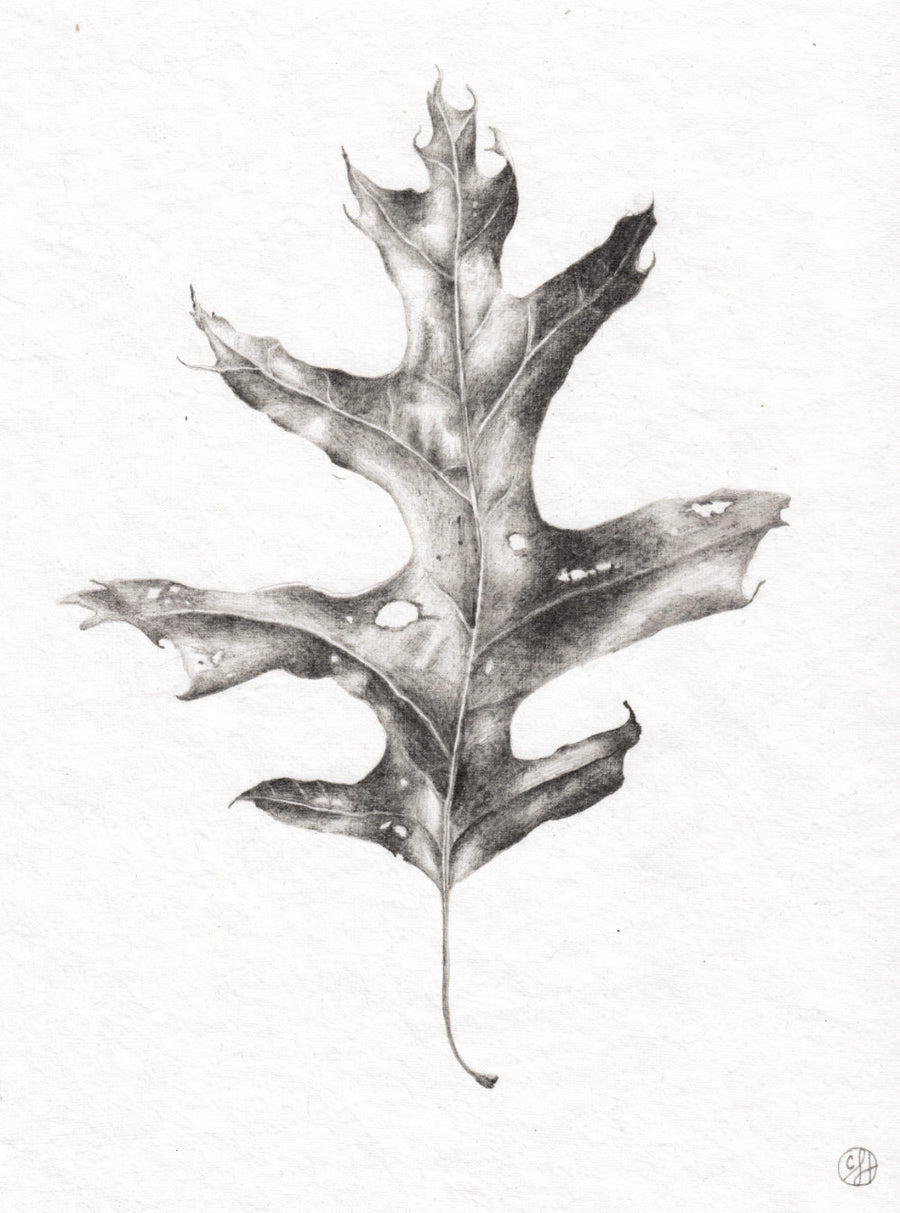 Dried Oak Leaf 2