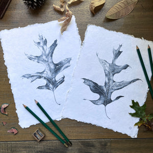 Dried Oak Leaf 2