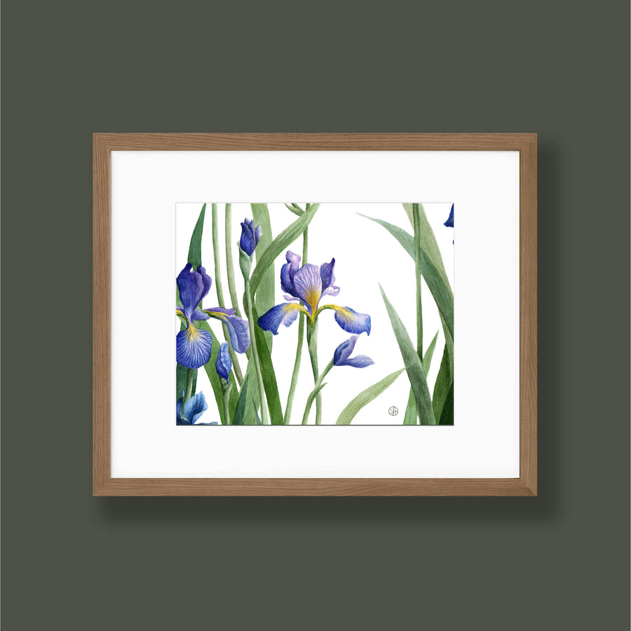 Medium Iris Print
