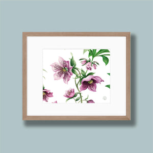 Medium Lenten Roses Print - Horizontal