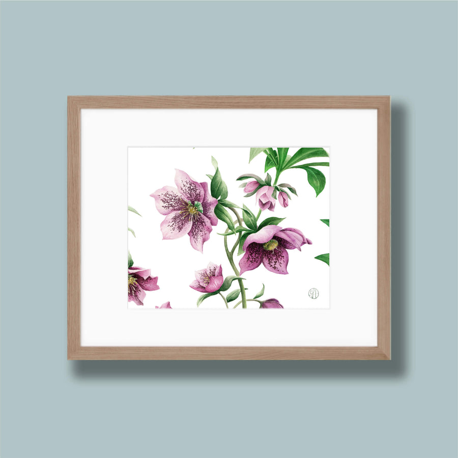 Medium Lenten Roses Print - Horizontal