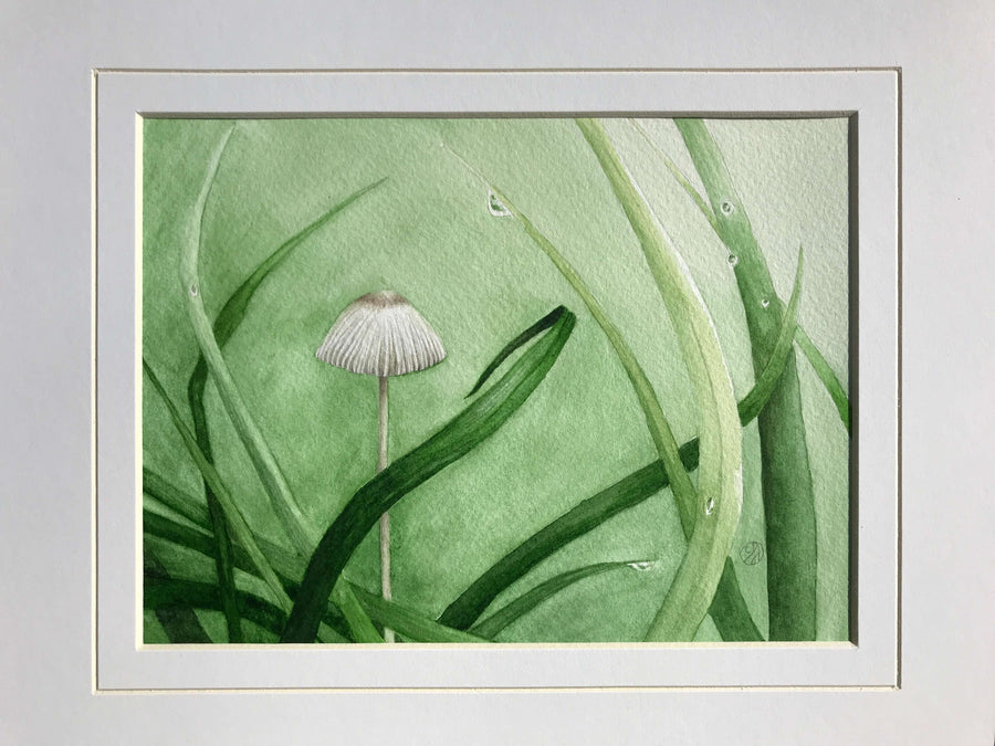 Pleated Inkcap Mushroom