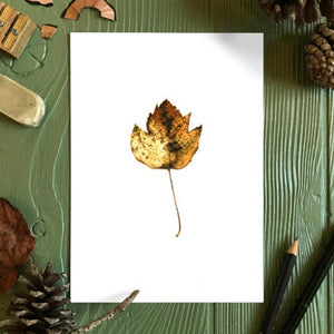 Autumn Leaf Study I Print