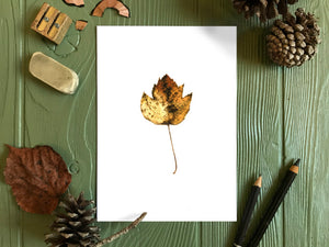 Autumn Leaf Study I Print