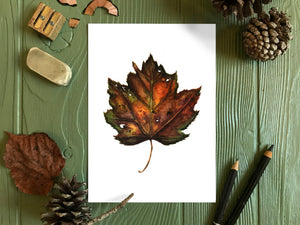 Autumn Leaf Study V Print