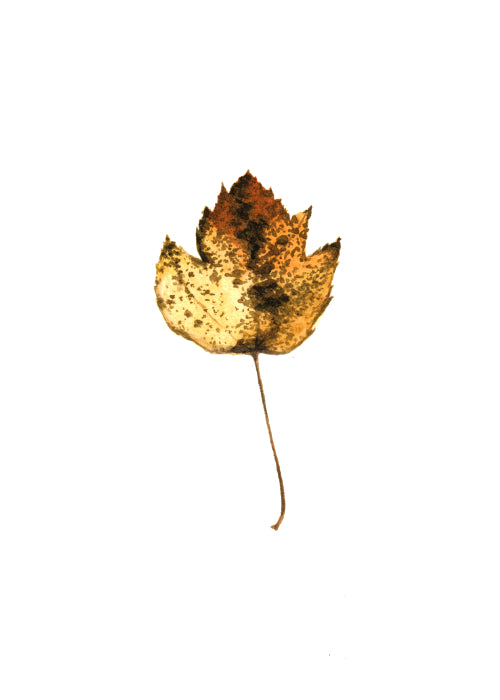 Autumn Leaf Study I Print