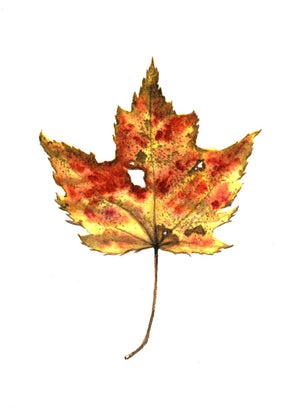 Autumn Leaf Study III Print