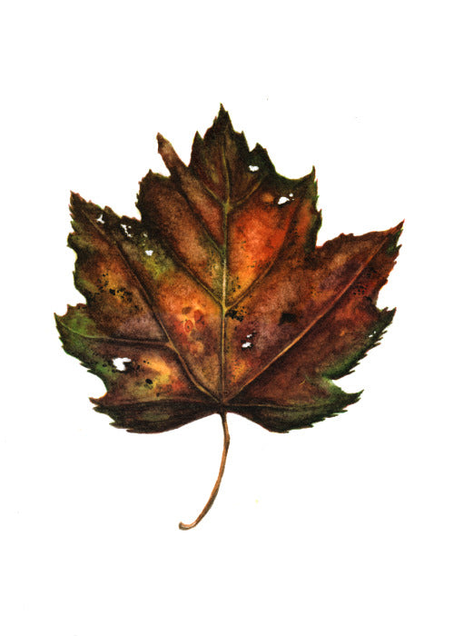 Autumn Leaf Study V Print
