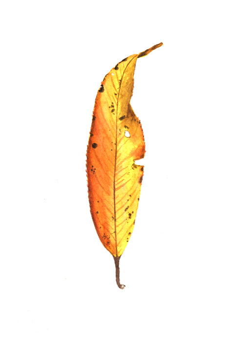 Autumn Leaf Study VI Print