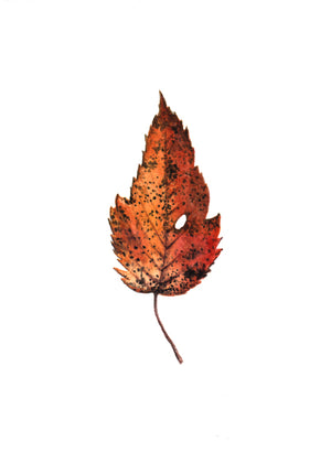 Autumn Leaf Study VII Print