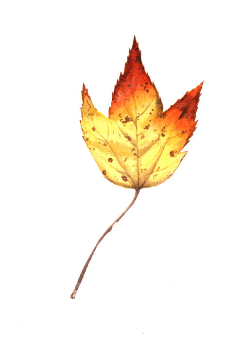 Autumn Leaf Study VIII Print