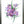 Load image into Gallery viewer, Purple Crocus Flowers - Archival Print
