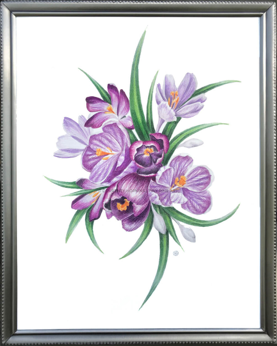 Purple Crocus Flowers - Archival Print