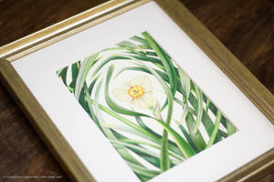 Through the Daffodil Leaves - Print